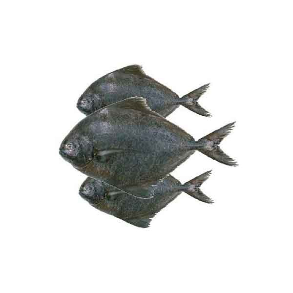 FRESH BLACK POMFRET FISH - 1KG PKT