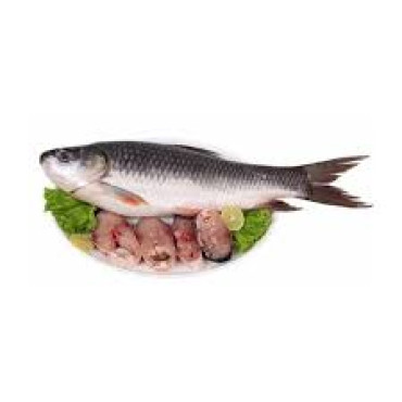 EGYPTIAN ROHU FISH (FRESH)