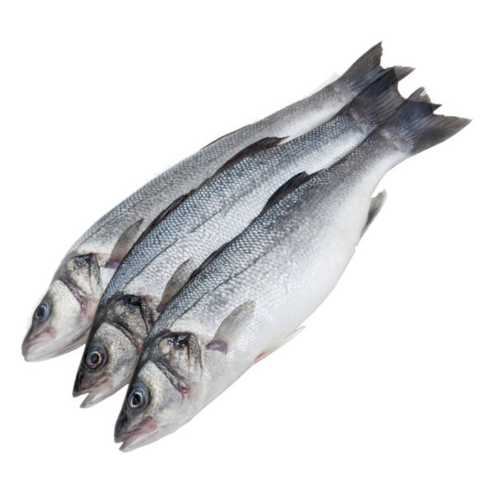 SEA BASS KGS